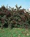 Cotoneaster lacteus