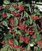 Cotoneaster lacteus2