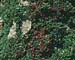 Cotoneaster microphyllus ´Steib´s Findling´