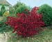 Euonymus alatus