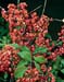 Euonymus europaeus