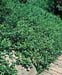 Euonymus fortunei ´Coloratus´
