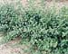 Euonymus fortunei ´Dart´s Blanket´