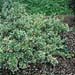 Euonymus fortunei ´Emerald Gaiety´