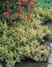 Euonymus fortunei ´Emerald´n Gold´