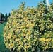 Euonymus japonicus ´Aureomarginatus´