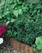 Euonymus japonicus ´Microphyllus´