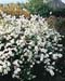 Exochorda x macrantha ´The Bride´