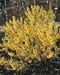 Forsythia Boucle d´or
