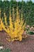 Forsythia Week-end