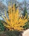 Forsythia x intermedia ´Lynwood´