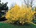 Forsythia x intermedia ´Spring Glory´