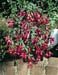 Fuchsia ´Tom Thumb´