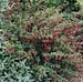 Fuchsia magellanica ´Ricartonii´