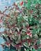 Fuchsia magellanica ´Versicolor´