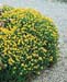 Genista hispanica