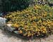 Genista pilosa ´Vancouver Gold´
