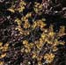 Hamamelis x intermedia ´Arnold Promise´