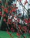 Hamamelis x intermedia ´Jelena´