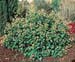 Hedera helix ´Arborescens´