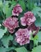 Hibiscus syriacus ´Ardens´