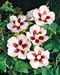 Hibiscus syriacus ´Hamabo´