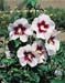 Hibiscus syriacus ´Helena´