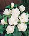 Hibiscus syriacus ´Jeanne d´Arc´