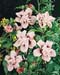 Hibiscus syriacus ´Leopoldii´