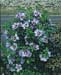 Hibiscus syriacus ´Oiseau Bleu´
