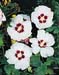 Hibiscus syriacus ´Red Heart´