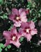 Hibiscus syriacus ´Rosalbane´