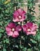 Hibiscus syriacus Pink giant