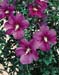 Hibiscus syriacus Russian Violet