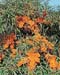 Hippophae rhamnoides