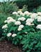 Hydrangea arborescens ´Anabelle´