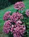 Hydrangea macrophylla ´Ayesha´