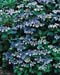 Hydrangea macrophylla ´Blaumeise´