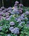 Hydrangea macrophylla ´Bodense´