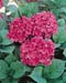 Hydrangea macrophylla ´Chaperon Rouge´