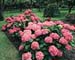 Hydrangea macrophylla ´Europa´