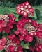Hydrangea macrophylla ´Geoffroy Chadbund´