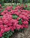 Hydrangea macrophylla ´Merveille´