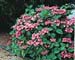 Hydrangea macrophylla ´Mousmee´