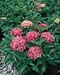 Hydrangea macrophylla ´Tovelit´