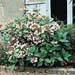 Hydrangea macrophylla ´Tricolor´