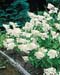 Hydrangea paniculata ´Grandiflora´