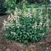 Hydrangea paniculata ´Tardiva´