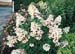 Hydrangea paniculata ´Unique´