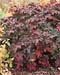 Hydrangea quercifolia Snow Queen 2